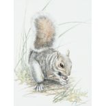 Diane Johnson-Ackerman (South African Contemporary) Squirrel with a nut Signed and dated D. D.