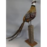 Taxidermy interest - A Reeves pheasant mounted on a wooden post