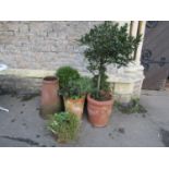 One lot of various, mainly terracotta, garden planters of varying size and design (planted) together