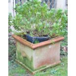 A weathered terracotta planter of square cut and moulded form (planted) 50cm square x 42cm high