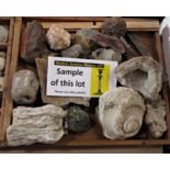 A collection of fossils and geological specimens