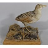 Taxidermy interest - A corncrake in a naturalistic setting