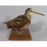 Taxidermy interest - A woodcock set on a wooden plinth