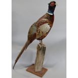 Taxidermy interest - A cock pheasant mounted on a wooden post