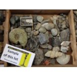 A collection of fossils and geological specimens