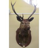 A mounted stags head on a shield shaped board, with good symmetrical antlers