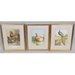 A collection of late 19th century coloured prints of poultry, ducks, geese, etc, all identified to