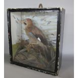 Taxidermy - a glass case with a jay perched on a branch in naturalistic setting