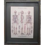 A framed contemporary print of the skeletal system, framed, 55 x 80cm approx