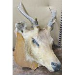 Taxidermy Interest - Two stag's heads mounted on shaped boards