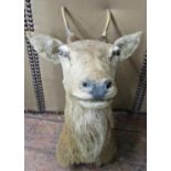 Taxidermy Interest - A stuffed and mounted stag's head, raised on a shield shaped board (af -