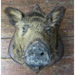 Taxidermy Interest - A stuffed and mounted wild boar's head on a shield shaped board