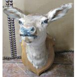 Taxidermy Interest - A stuffed and mounted doe's head on shield shaped board
