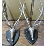 A pair of contemporary chrome stag's skulls and antlers on shield shaped boards, 66cm high