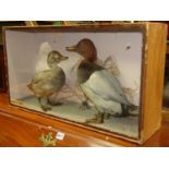 Taxidermy Interest - A cabinet enclosing pochard male and female ducks in naturalistic setting