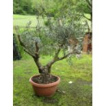 A well established olive tree in a moulded plastic to simulate terracotta pot, 6ft high