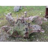 A weathered unearthed star shaped tree stump root 170 cm at widest point to point
