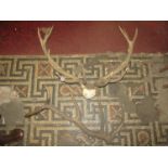 A pair of stags horns complete with scull cape 3ft span approximately, together with one other