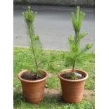 A pair of contemporary terracotta planters of circular tapered and ribbed form, stamped Yorkshire