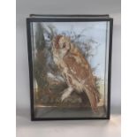 Taxidermy: A Tawny owl mounted in a naturalistic grass land setting in a glazed display case. 32cm w
