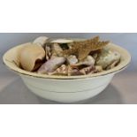 A large collection of seashells contained within a china wash bowl.