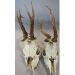 Two Roe deer skulls with antlers.