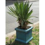 A contemporary turquoise glazed square cut and stepped garden planter containing well established