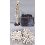 A plastic anatomical human skeleton mounted on a steel rod, 49cm, two pieces of fake resin coral and