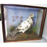 Taxidermy in the form of a mottled pigeon set in a naturalistic grassy setting, in a display case.