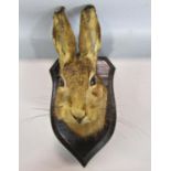 Taxidermy in the form of a hare’s head mounted on an oak plaque.(paper label to reverse Rowland