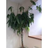 A Money Tree or Guiana Chestnut, with plaited trunk, approx height 2m