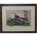 Chinese Canton export watercolour on rice paper (19th century), two pheasants, 18 x 29 cm, framed