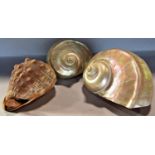 Two opalescent sea shells and a third decorative sea shell.