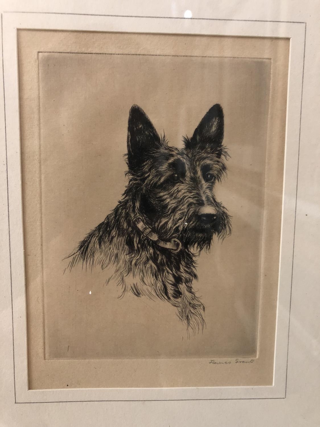 Four prints of Scottish terriers: James Arden Grant (1887-1974) 'Aberdeen Terrier' drypoint etching, - Image 3 of 6