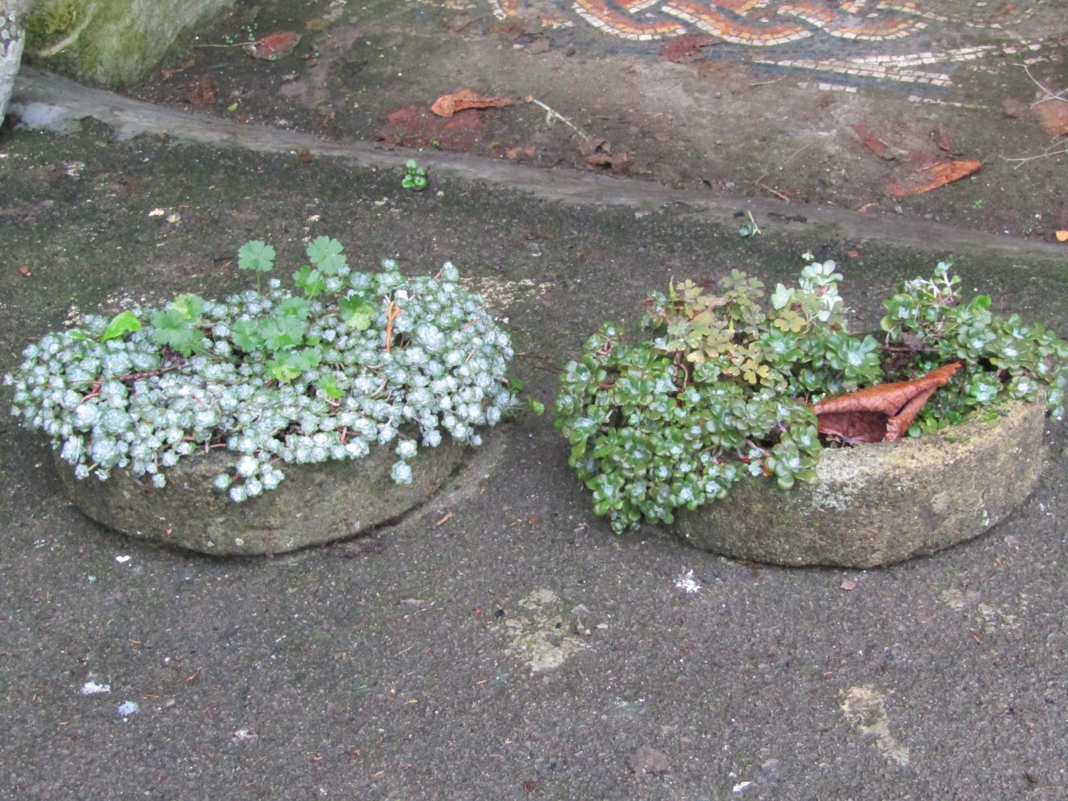 A pair of small weathered cast composition stone D shaped troughs (planted) 28 cm wide x 20 cm