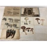 Collection of watercolour and pencil studies (19th/20th century) - two sheets containing sketches of