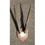 Pair of Victorian gazelle horn antlers, mounted on an oak shield plaque, H.96cm