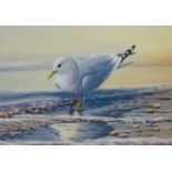 Warwick Higgs (b.1956) 5 watercolours of birds, all signed and dated, largest 34.5 x 72cm. (5)