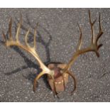 Pair of stag horn antlers with 25 points, mounted on an oak shield plaque, H.64.5cm