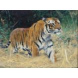 Wilhelm Kuhnert (Oppeln 1865 - Flims/CH 1926). Tiger.