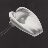 ROBERT MAPPLETHORPE - Calla Lily, 1984 (#2) - Original vintage photogravure