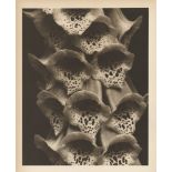 EDWARD STEICHEN - Foxgloves - Original warm-toned vintage photogravure