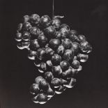 ROBERT MAPPLETHORPE - Grapes - Original vintage photogravure