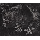 ANSEL ADAMS - Leaves & Ferns, Mills College, Oakland, California - Original photogravure