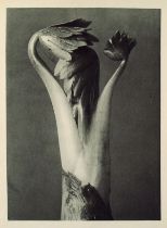 KARL BLOSSFELDT - Aconitum (Common Monkshood) - Original vintage photogravure