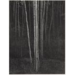 ANSEL ADAMS - Aspens #1, Northern New Mexico - Original vintage photogravure