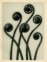 KARL BLOSSFELDT - Adiantum Pedatum (American Maidenhair Fern) - Original vintage photogravure