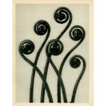 KARL BLOSSFELDT - Adiantum Pedatum (American Maidenhair Fern) - Original vintage photogravure