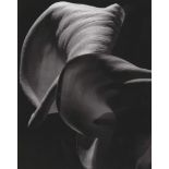 HORST P. HORST - Calla Aethiopica - Original photogravure