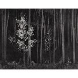 ANSEL ADAMS - Aspens #2, Northern New Mexico - Original photogravure